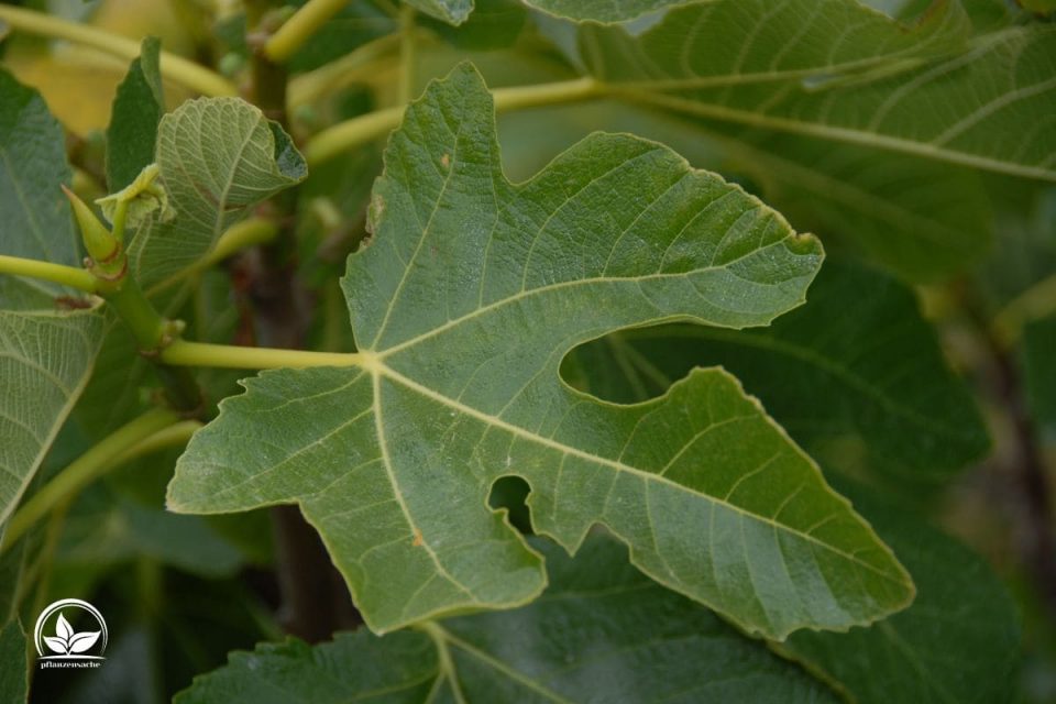 Feigenbaum Im Topf Im Freien Überwintern Die Besten Tipps! Pflanzensache