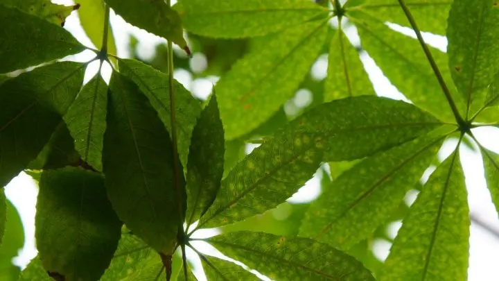 Glückskastanie Pflege & Merkmale: Wissenswertes Über Pachira Aquatica!