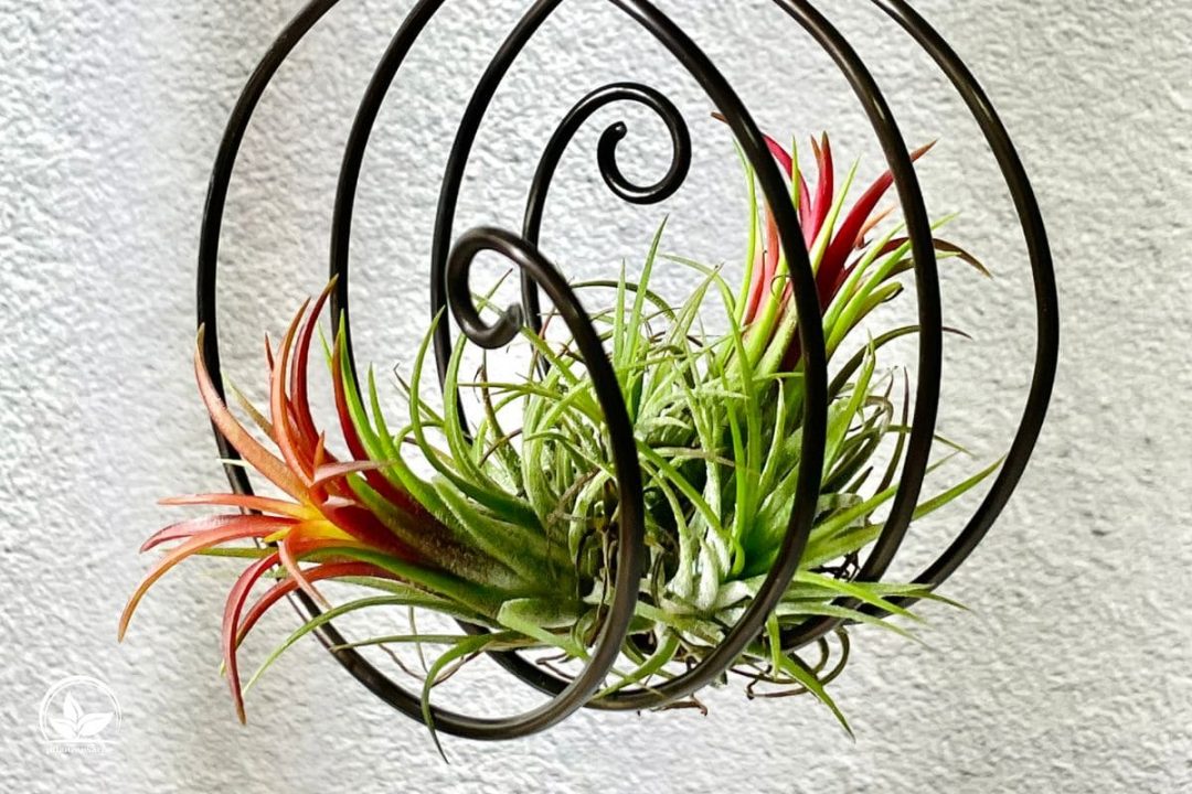 Alles Über Die Außergewöhnliche Tillandsia Pflege Und Merkmale