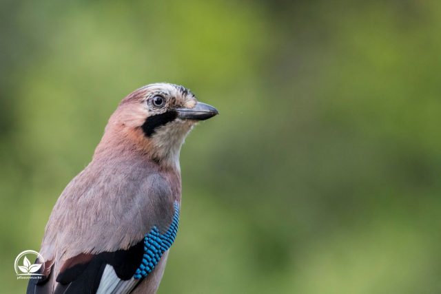 Eichelhäher Im Garten Die Vorteile Dieses Vogels Im Garten