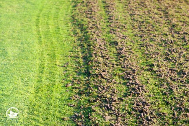Rasen Überdüngt Wie Man Überdüngung Erkennt Und Was Man Machen Kann