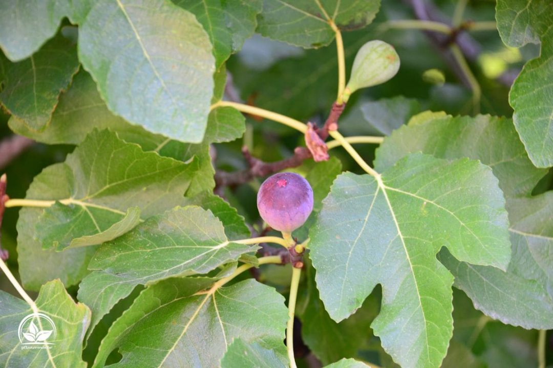 Feigenbaum Im Topf Im Freien Überwintern Die Besten Tipps! Pflanzensache