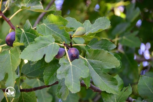 Feigenbaum Im Topf Im Freien Überwintern Die Besten Tipps! Pflanzensache