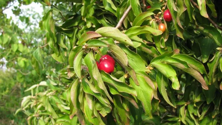 Kornelkirsche Hecke: Richtige Pflege Für Ihren Sichtschutz!