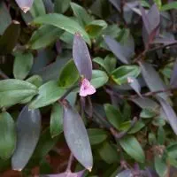 Mexikanische-Dreimasterblume-Tradescantia-Pallida_-Pflege-Tipps