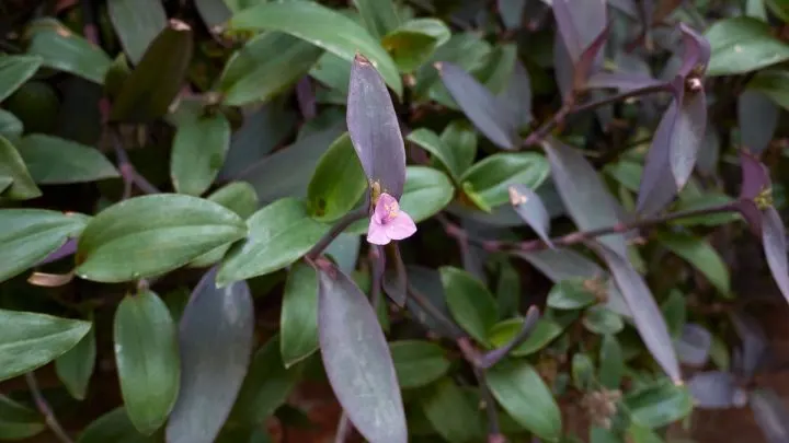 Mexikanische Dreimasterblume (Tradescantia Pallida): Pflege & Tipps!