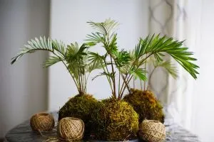 Palmenartige-Zimmerpflanzen_-Grune-Wohlfuhloase-In-Vier-Wanden