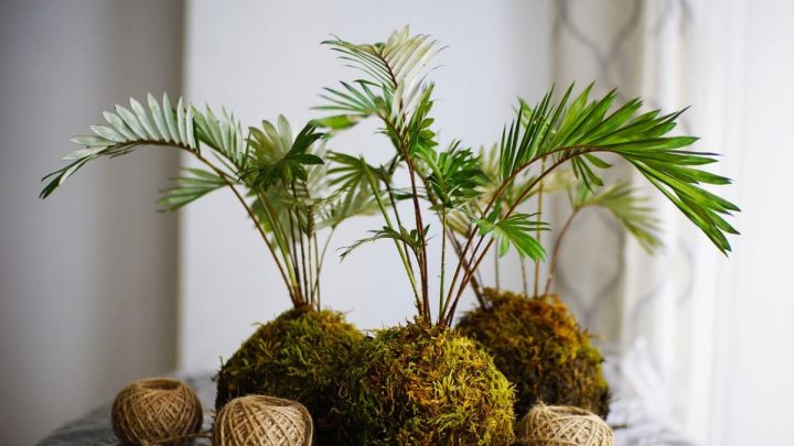 Palmenartige Zimmerpflanzen: Grüne Wohlfühloase In Vier Wänden!