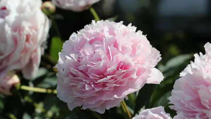 Pfingstrosen Pflege: Wie Pflege Ich Sie Richtig?