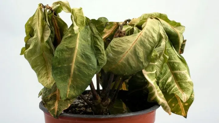 Pflanze Lässt Blätter Hängen: Die Häufigsten Ursachen Und Tolle Tipps!