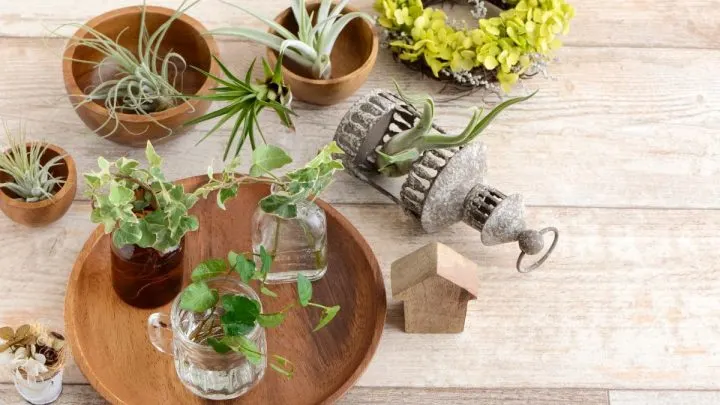 Pflanzen Ohne Erde Kultivieren: Hydrokultur, Hydroponik & Luftpflanzen