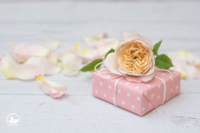 Pflanzen Als Geschenk Die Passenden Pflanzen Für Jeden Anlass