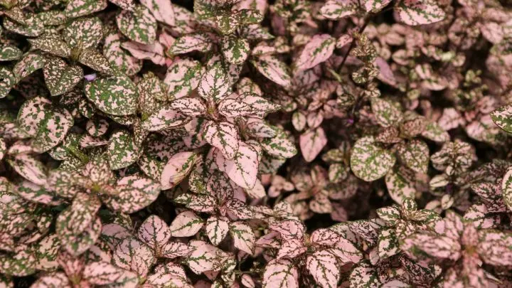 Punktblume (Hypoestes phyllostachya): Anbau, Arten Und Pflege!