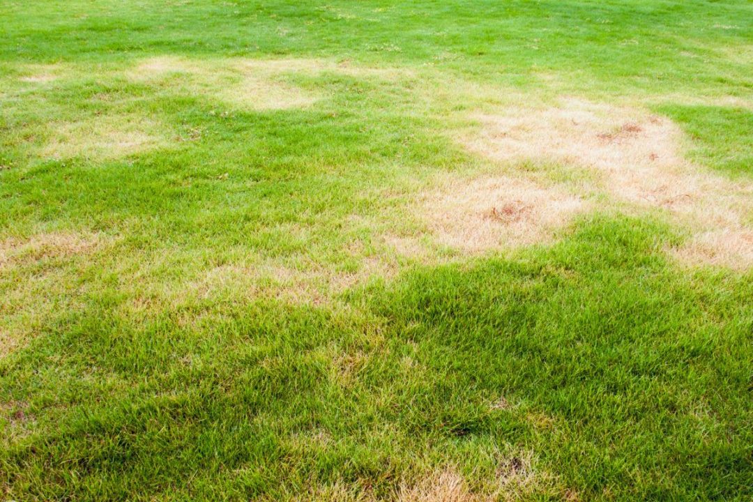 Gras & Rasen Pflanzensache