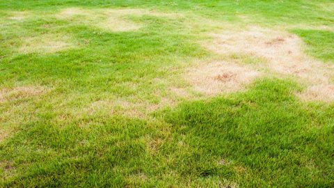 Rasen Überdüngt Wie Man Überdüngung Erkennt Und Was Man Machen Kann