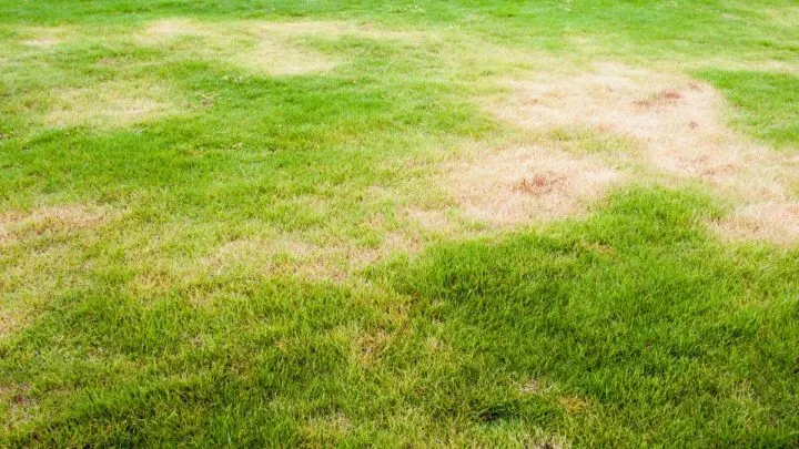 Rasen Überdüngt: Wie Man Überdüngung Erkennt Und Was Man Machen Kann!