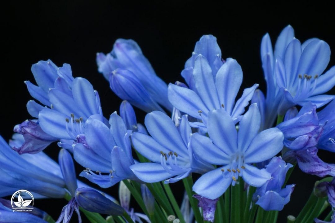 Topfpflanze Blaue Blüten Die Schönsten Pflanzen Mit Blauen Blüten