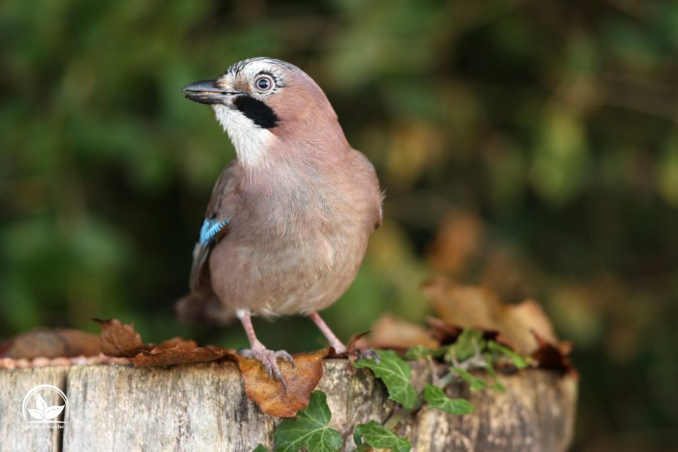 Eichelhäher Im Garten Die Vorteile Dieses Vogels Im Garten