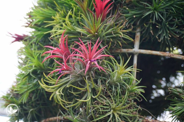Alles Über Die Außergewöhnliche Tillandsia Pflege Und Merkmale