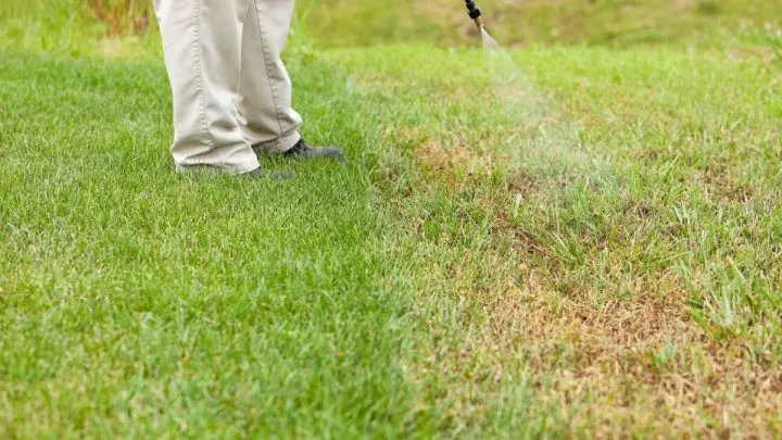 Sprührasen: Wozu Dient Er? Vor- Und Nachteile!