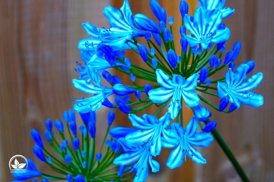 Topfpflanze Blaue Blüten Die Schönsten Pflanzen Mit Blauen Blüten