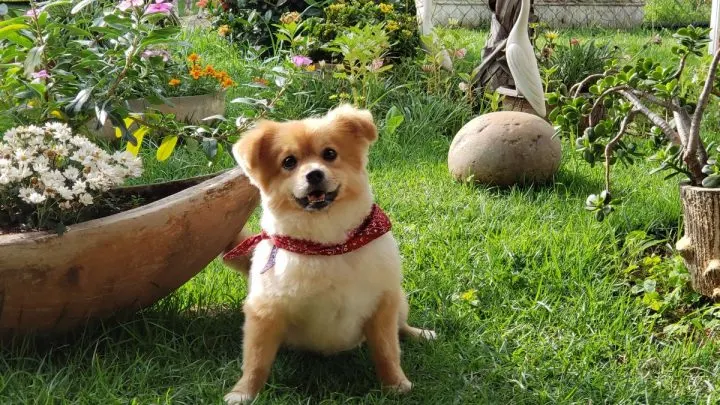 Tierkot Im Garten: Wie Sieht Er Aus? Was Tue Ich Dagegen?