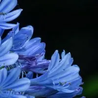 Topfpflanze-Blaue-Bluten_-Die-Schonsten-Pflanzen-Mit-Blauen-Bluten