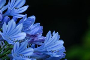 Topfpflanze-Blaue-Bluten_-Die-Schonsten-Pflanzen-Mit-Blauen-Bluten