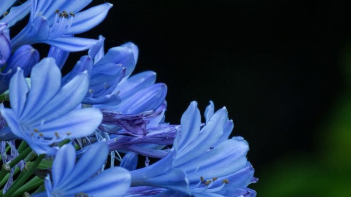 Topfpflanze Blaue Blüten: Die Schönsten Pflanzen Mit Blauen Blüten