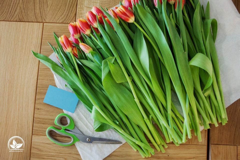 Wann Schneidet Man Verblühte Tulpen Ab