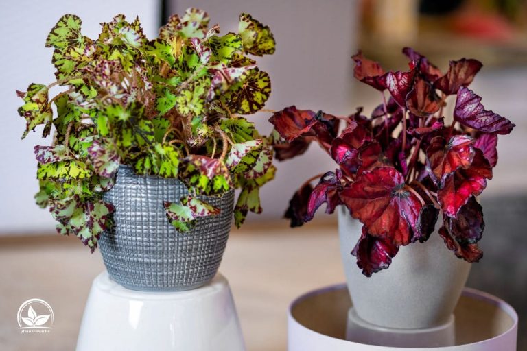 Blattbegonie (Begonia Rex) Alles Über Die Blattschmuckpflanzen!