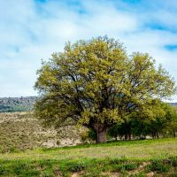 Walnussbaum_-Merkmale-Pflanzung-Pflege-Und-Vieles-Mehr