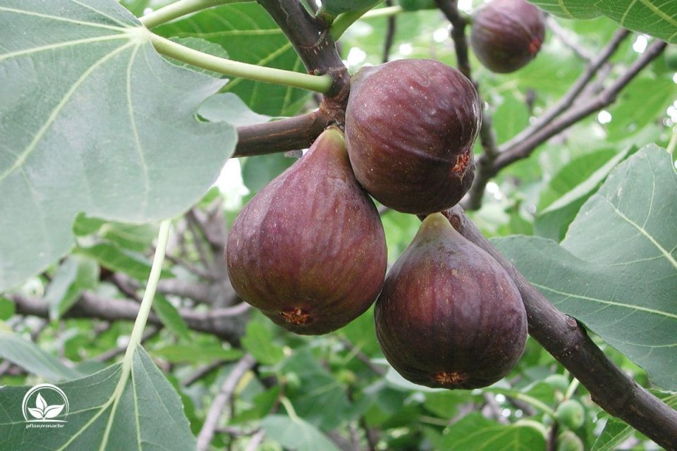 Feigenbaum Im Topf Im Freien Überwintern Die Besten Tipps! Pflanzensache