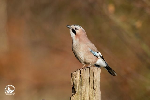 Eichelhäher Im Garten Die Vorteile Dieses Vogels Im Garten