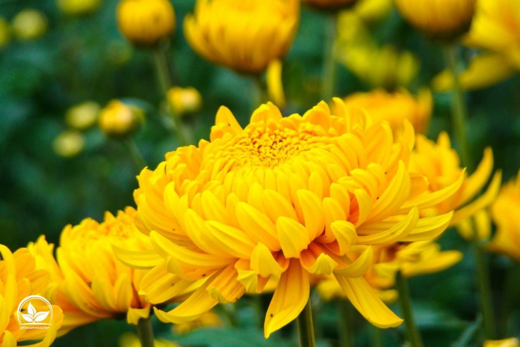 Was-ist-Chrysanthemum