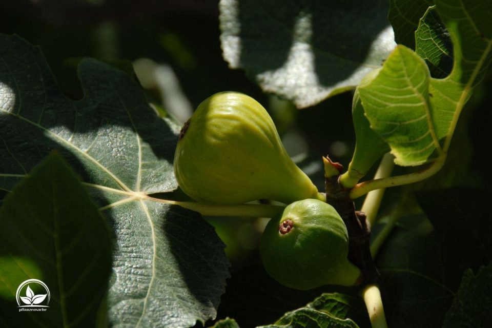 Feigenbaum Im Topf Im Freien Überwintern Die Besten Tipps! Pflanzensache