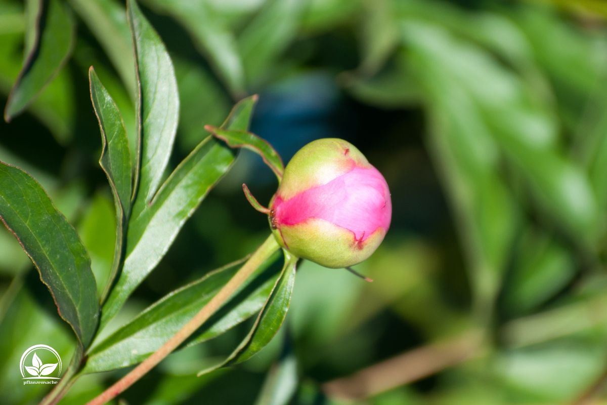 So düngen Sie Pfingstrosen im Frühjahr für große Blüten
