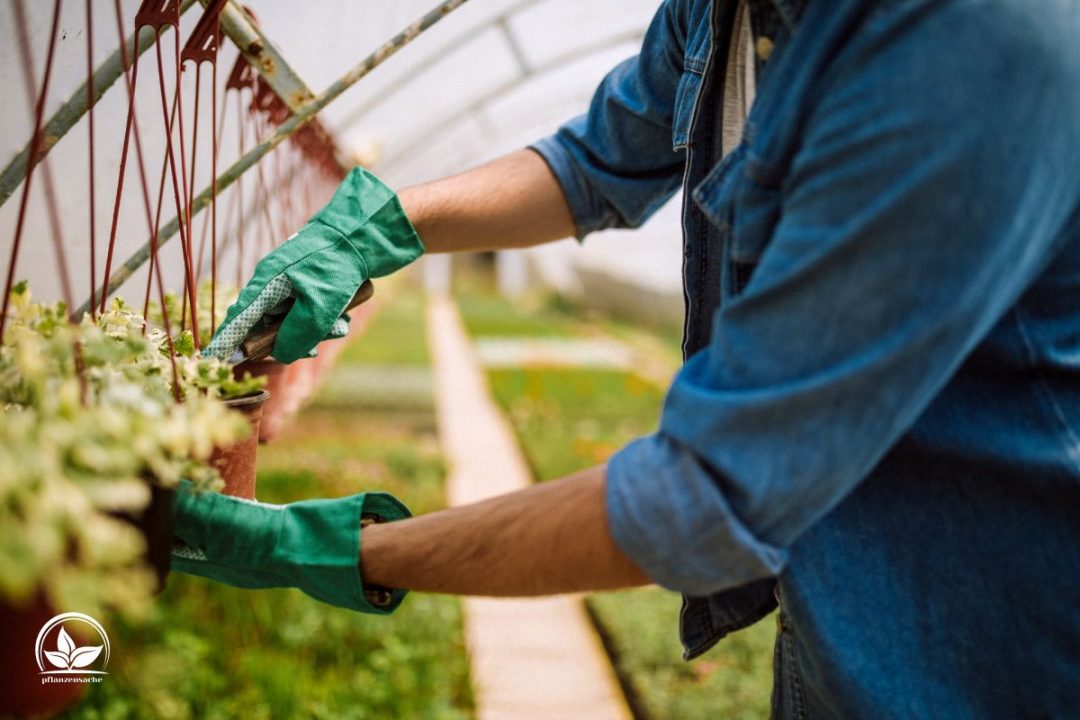 Blumen Selber Schneiden: Der Richtige Zeitpunkt Für Den Schnitt!