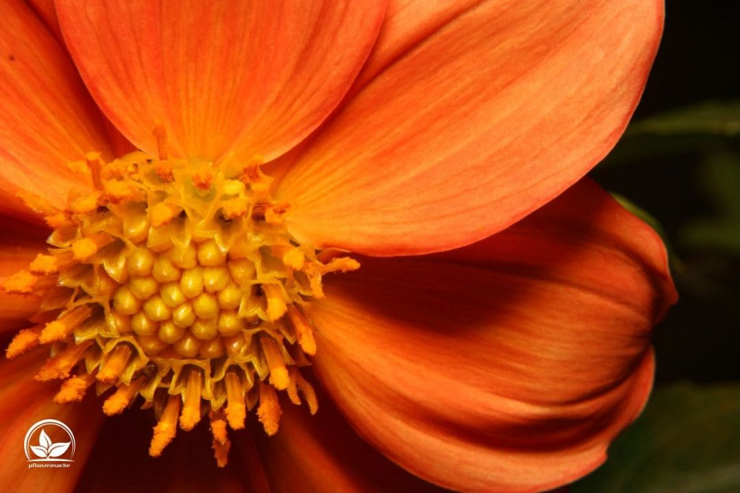 Zimmerpflanzen Orange Blüten Orangenfarbene Blumen Im Zimmer!