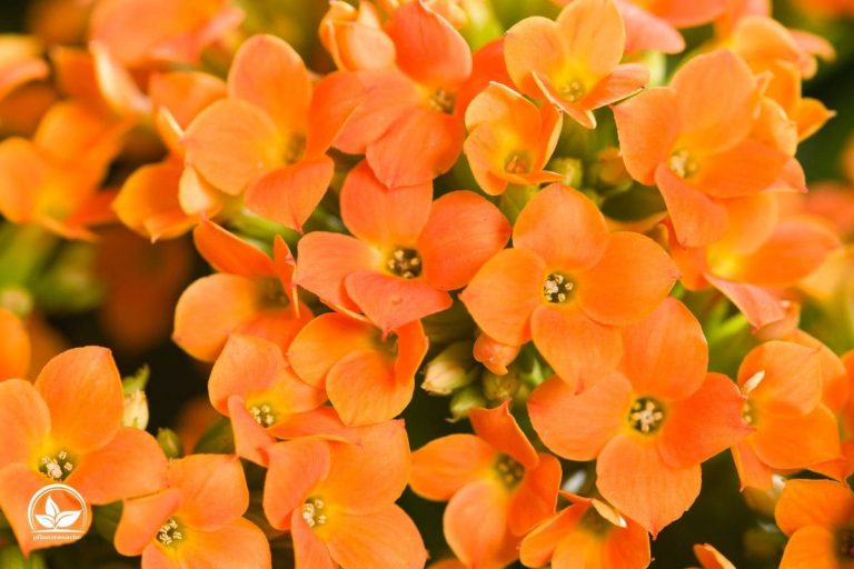Zimmerpflanzen Orange Blüten Orangenfarbene Blumen Im Zimmer!