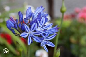 Topfpflanze Blaue Blüten Die Schönsten Pflanzen Mit Blauen Blüten