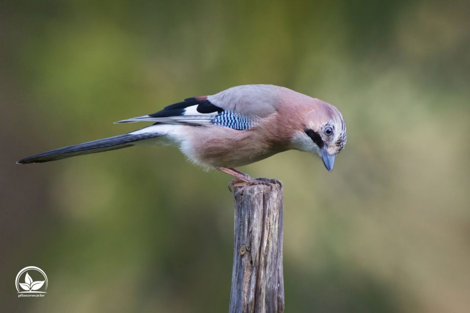 Eichelhäher Im Garten Die Vorteile Dieses Vogels Im Garten