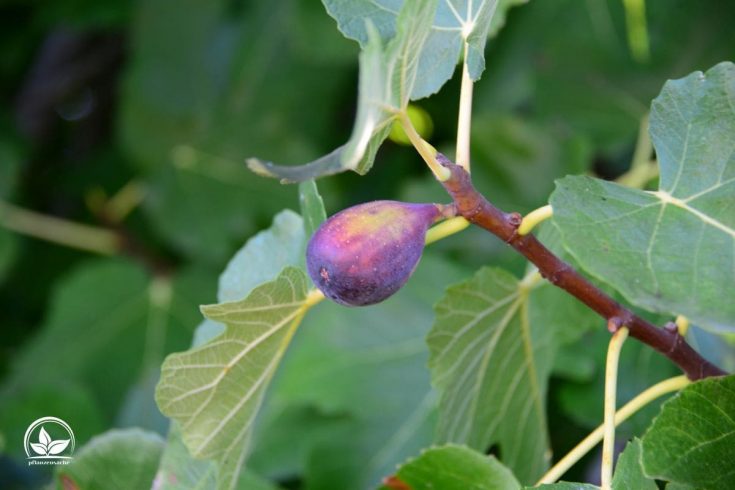 Feigenbaum Im Topf Im Freien Überwintern Die Besten Tipps! Pflanzensache