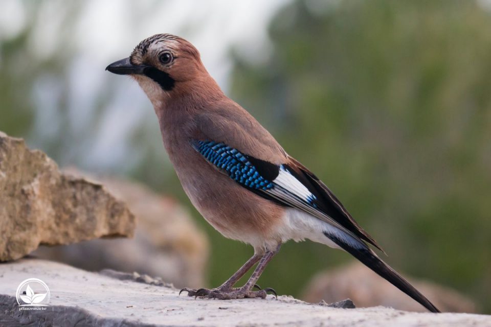 Eichelhäher Im Garten Die Vorteile Dieses Vogels Im Garten