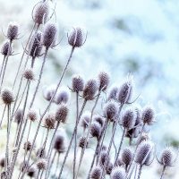 Winterblumen-Auf-Einem-Ort_-Die-Besten-Sorten-Mit-Pflegetipps
