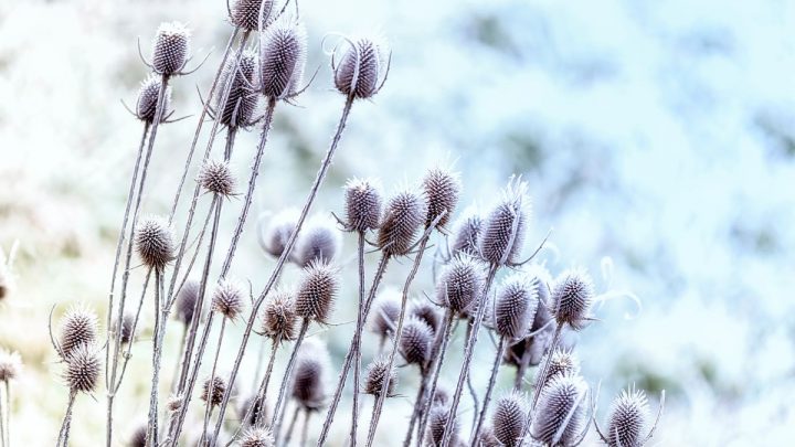 Winterblumen Auf Einem Ort: Die Besten Sorten Mit Pflegetipps!