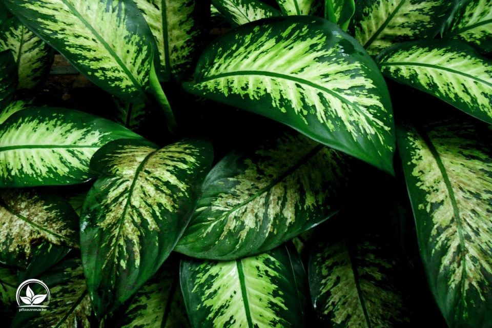 Dieffenbachia Gelbe Blätter