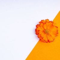 Zimmerpflanzen-Orange-Bluten_-Orangenfarbene-Blumen-Im-Zimmer