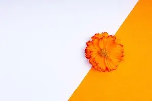 Zimmerpflanzen-Orange-Bluten_-Orangenfarbene-Blumen-Im-Zimmer