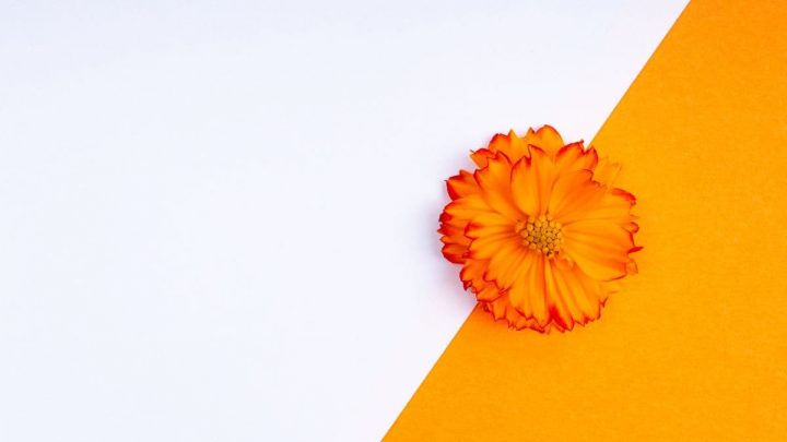 Zimmerpflanzen Orange Blüten: Orangenfarbene Blumen Im Zimmer!